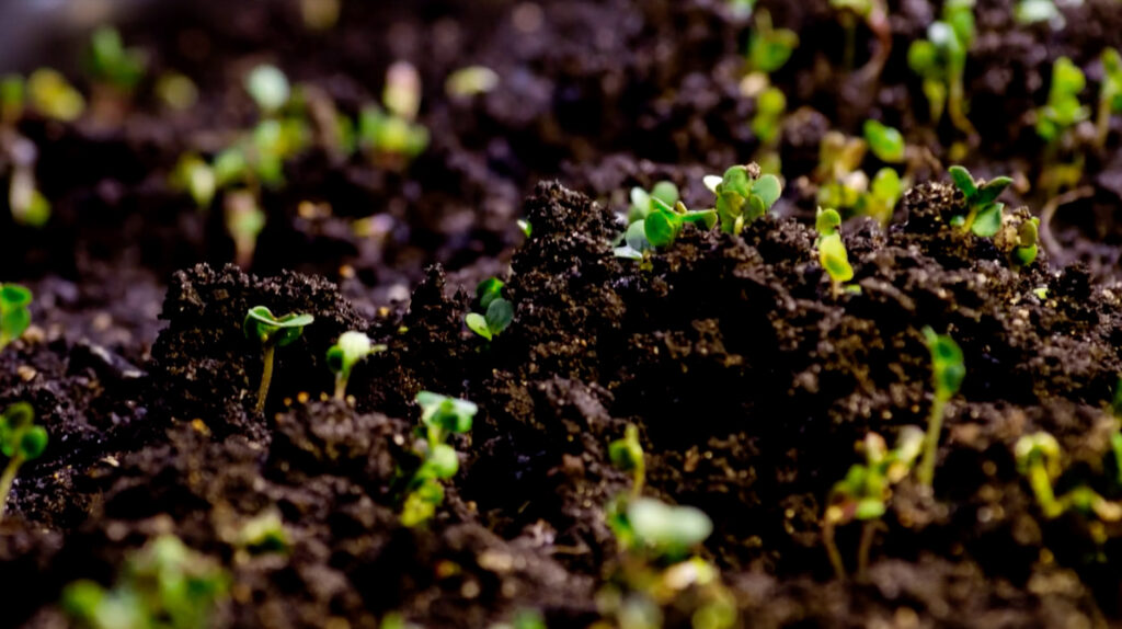 dirt – soil testing soil growing seedlings